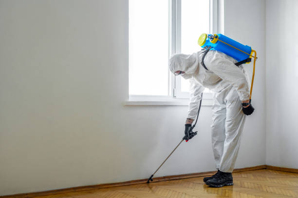 Wasp Removal Services in La Caada Flintridge, CA