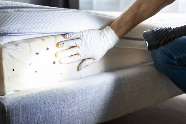 Best Local Pest Control Services  in La Ada Flintridge, CA
