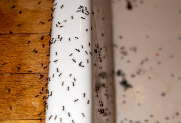 Trusted La Caada Flintridge, CA Pest Control Experts